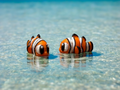Mini Flex Clown Fish